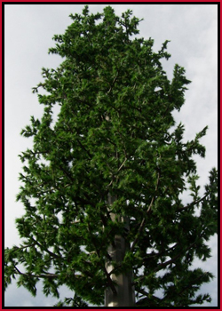 Tower disguised as a tree